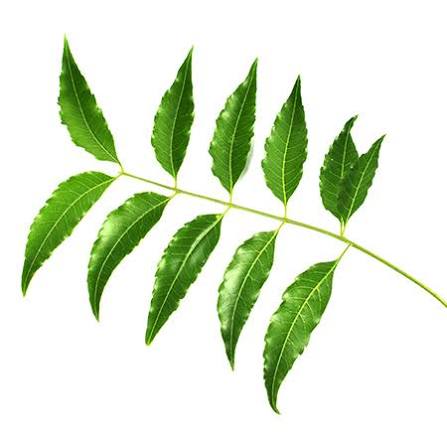 කොහොඹ