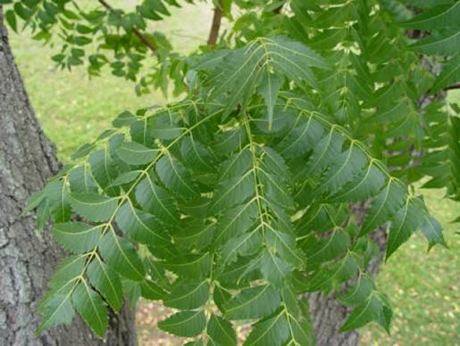 කොහොඹ