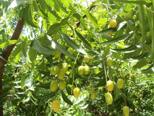 කොහොඹ