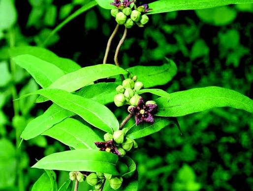 ඉරමුසු