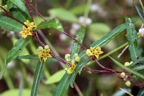 ඉරමුසු