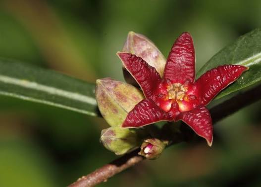 ඉරමුසු